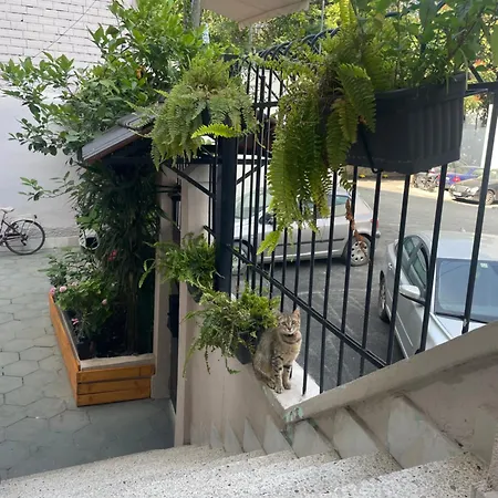 Bougainvilla * Tirana